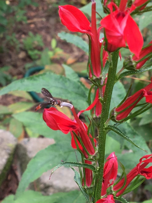 Hummingbirds are a frequent pollinator for the brilliant cardinal flower.