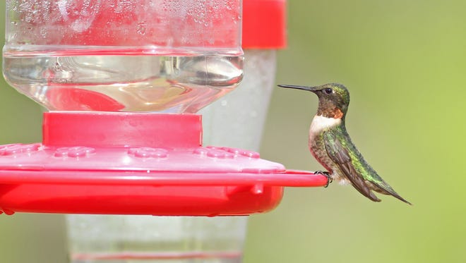 Some hummingbirds migrate nearly 4,000 miles one way each fall.