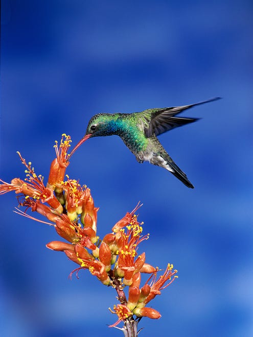 Make small changes to your yard to attract wildlife such as hummingbirds.
