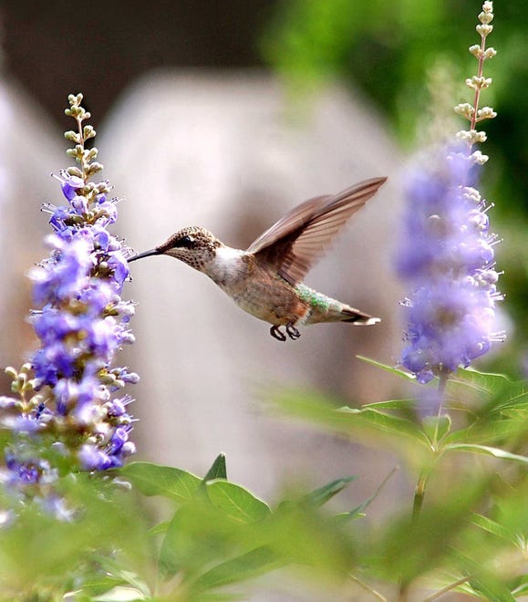 Hummingbird in the South Texas Botanical Gardens.