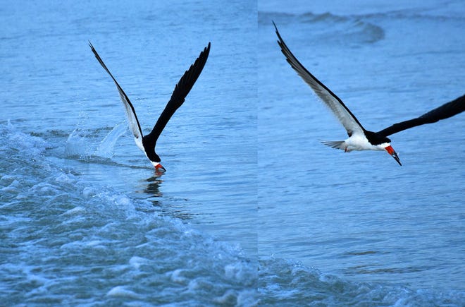 In this double exposure, a black skimmer in Marco Island skims the water surface, and comes away with a fish in June 2019.