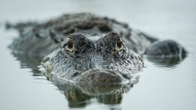 Joey Waves photographed this alligator in the Big Cypress. Marco Islanders employ various methods to get recreation during the pandemic, and a lot of them involve enjoying the natural beauty all around.