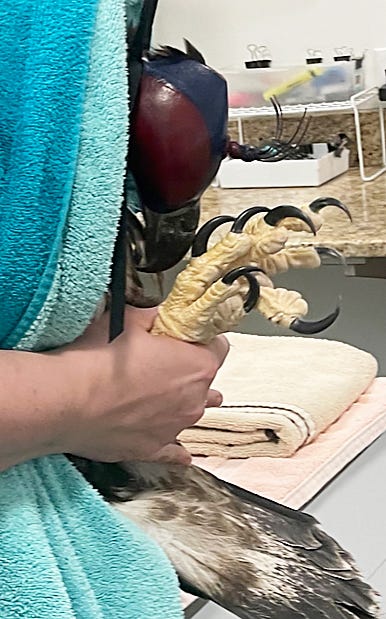 Even a baby eaglet has an impressive set of talons. An eaglet just about ready to fly was rescued and taken to the von Arx Wildlife Hospital at the Conservancy after falling from its nest on Marco Island.