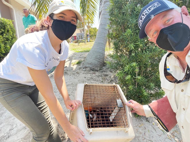 Conservancy volunteers Victoria Hemingway and Tim Thompson captured the injured eagle. An eaglet just about ready to fly was rescued and taken to the von Arx Wildlife Hospital at the Conservancy after falling from its nest on Marco Island.