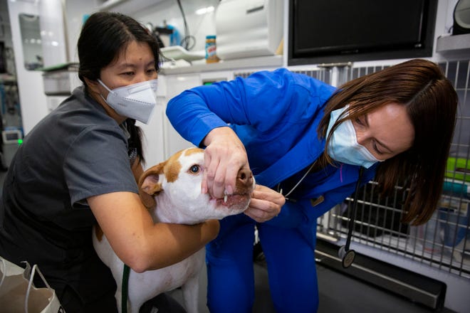 Dr. Sinyee Fok, left, and vet tech Jenny Demello treat "Roxy", owned by Everglades City resident Lee Kidder, with heart worm medication,  Wednesday, April 7, 2021, at a mobile veterinarian clinic run by The Humane Society of Naples in Everglades City.