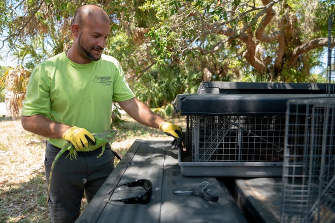 Alfredo Fermin, owner of AAA Wildlife Trapping and Removal Services, returns an iguana to a cage in the back of his truck on Marco Island on Thursday, April 8, 2021. Fermin is contracted by the city of Marco Island to catch iguanas on the island once a week.