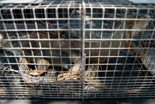 Two adult male iguanas sit in a cage in the back of Alfredo Fermin's truck on Marco Island on Thursday, April 8, 2021.