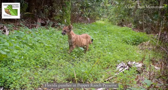 This Florida panther kitten wandered across Tom Mortenson's trail camera at Pepper Ranch Preserve, a Conservation Collier property.