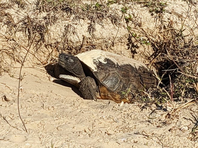 This gopher tortoise lives in a burrow in a mound on a vacant lot on Marco Island.